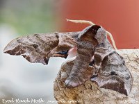 MJH_Eyed-Hawk-Moth_OM1-mz60mm-nl-17st_TKeep210624 v1