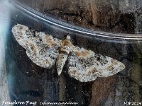 MJH_Foxglove-Pug_OM1-mz60mm-nl-24st_TKeep210624 v1