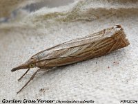 MJH_Garden Grass Veneer_OM1-mz60ml-nl-15st_TFGKeep290624WN v1