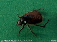 MJH_Garden-Chafer_OM1-mz60mm-LED-15st_Mest050624 v1
