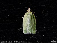 MJH_Green-Oak-Tortrix_OM1-mz60mm-nl-15st_TMest050624 v1