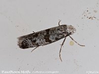 MJH_Hawthorn Moth_OM1-mz60mm-nl-15st_TFGKeep290624WN v1