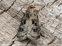 MJH_Heart-Club_OM1-mz60mm-nl-15st_TFGKeep290624WN v1