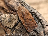 MJH_Large-Yellow-Underwing_OM1-mz60mm-nl-15st_TBGKeep070624 v1