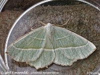 MJH_Ligh- Emerald_OM1-mz60mm-nl-15st_TNest050624 v1