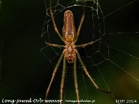 MJH_Long-jawed-Orb-Weaver_OM1-mz90mm-V350-Cygtecdif_Mest220624 v1