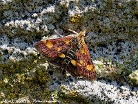 MJH_Mint-moth_OM1-mz90mm-nl-7st_BGKeep020624 v1