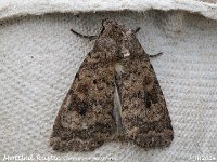 MJH_Mottled Rustic_OM1-mz60mm-nl-15st_TFGKeep290624WN v1