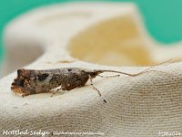 MJH_Mottled-Sedge_OM1-mz60mm-nl-15st_TBGKeep070624 v1