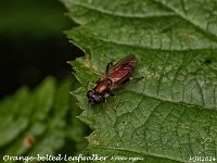 MJH_Orange-belted-Leafwalker_OM1-mz90mm-V350-Ctechdiff_Mest220624