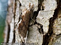 MJH_Pale-Prominent_OM1-mz60mm-nl_TMest120624 v1