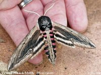 MJH_Privet Hawk Moth Hand_OM1-mz60-nl_TKeep280624WN v1