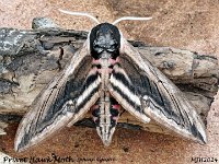 MJH_Privet Hawk Moth2_OM1-mz60mm-nl-8st_TKeep280624WN v1