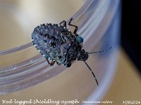 MJH_Redlegged-Shieldbug_OM1-mz60mm-nl_Mest180624 v1
