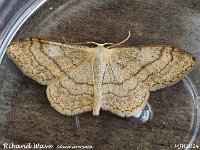 MJH_Riband-Wave_OM1-mz60mm-nl_TMest190624 v1