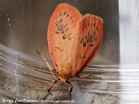 MJH_Rosy-Footman_OM1-mz90mm-nl-15st_TMest250624 v1