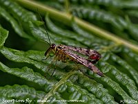 MJH_Scorpion-fly-M_OM1-mz90mm-V350-Cytechdiff_Mest220624