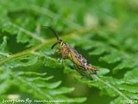 MJH_Scorpionfly2_OM1-mz40-150-TC2x_Mest180624 v2