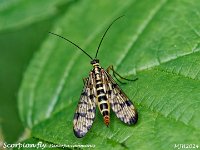 MJH_Scorpionfly_OM1-mz40-150-TC2x_Mest180624 v1