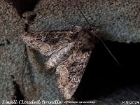 MJH_Smal- Clouded-Brindle_OM1-mz60mm-nl-3st_TMest040624 v1