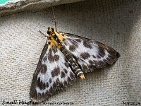 MJH_Small-Magpie_OM1-mz60mm-nl-16st_TBGKeep070624 v1