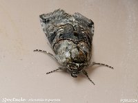 MJH_Spectacle_OM1-mz90mm-V350-Cygtechdif_TMest250624WN v1