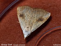 MJH_Straw-Dot_OM1-mz60mm-nl-LED_TMest190624 v1