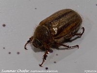 MJH_Summer Chafer_OM1-mz60mm-LED-15st_Keep270624WN v1