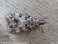 MJH_Tawny-Grey_OM1-mz60mm-nl-35st_TKeep210624 v1