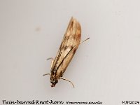 MJH_Twin-barred Knot-horn_OM1-mz90mm-V350-Cygtechdif_TMest250624WN v1