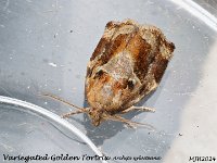 MJH_Variegated-Golden-Tortrix_OM1-mz60mm-nl-18st_TMest260624 v1
