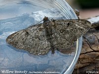 MJH_Willow-Beauty_OM1-mz60mm-nl-15st_TKeep210624 v1