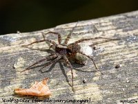 MJH_Wolf-Spider_OM1-mz90mm-nl