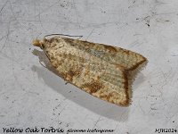 MJH_Yellow-Oak-Tortrix_OM1-mz60mm-nl-15st_TMest260624 v1