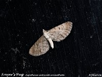 NJH_Freyers-Pug_OM1-mz60mm-nl-15st_TBGKeep070624 v1