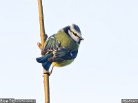 MJH_Blue-tit_OM1-MZ300f4_N200324