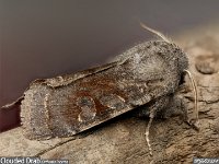 MJH_Clouded_drab_OM1-9014_TNotts060324MJH_Clouded_Drab_Mar v1