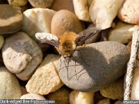 MJH_Dark-edged_Bee_Fly_OM1-MZ9014_FGKeep300324v1