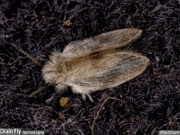 MJH_Drainfly_Psychoda sigma_OM1-Laowa25mm_Keep140324 v1