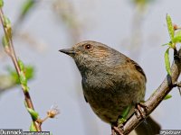 MJH_Dunnock_OM1-MZ300f4_N200324