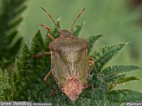 MJH_Greren_Shieldbug_OM1-MZ90Macro_N200324 v1