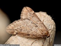 MJH_March_moth_OM1-9014_TN050324-1