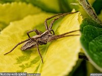 MJH_Nursery-web_OM1-MZ9014_FGKeep300324v1