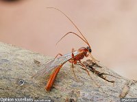 MJH_Ophion_sp._OM1-MZ60Macro_BGTKeep170324 v1