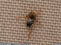 MJH_Phrurolithus festivus v1