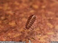 MJH_Pygmy woodlouse