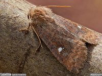 MJH_Satellite_OM19014_BGTKeep150324 v2