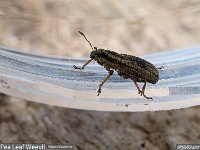 MJH_Sitona_lineatus_OM1_MZ60mm_BGTKeep310324 v1