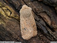 MJH_Sm_Quaker_OM1-MZ60Macro_BGTKeep170324 v1