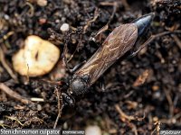 MJH_Stenichneuman-culpator_OM1_Keep0324